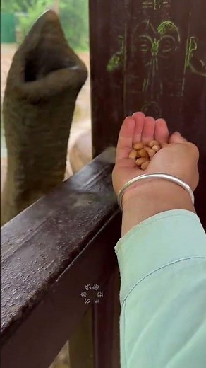 Eat peanuts in handfuls. It's rare to see elephants eating peanuts. Fantastic animals