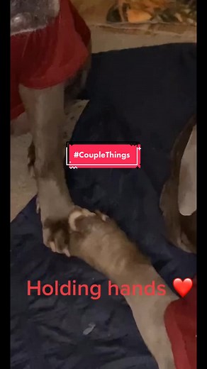 Just couple things #couplethings #trendingsong #couplegoals #dogcouple