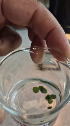 Investigating the rate of photosynthesis