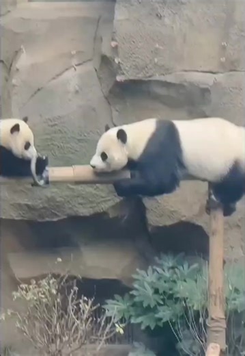 Play with me mommy ! 😍😜😂😂 #fblifestyle #audienceengagement #panda #fluffy #pandas #cute #naturephotography #nature #care #beautiful #love #babypanda #babypandas #funnyanimals #motherhood | Pandas, a Light In My Heart