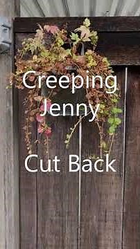Cut Back For Creeping Jenny - November 20