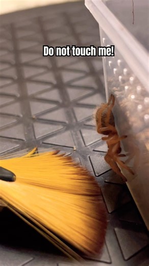 POV: spider tantrum - Do not touch me!