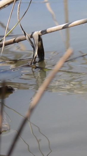 Nature & bobber fishing 😌 #floatfishing #bobberfishing #fishing TikTok