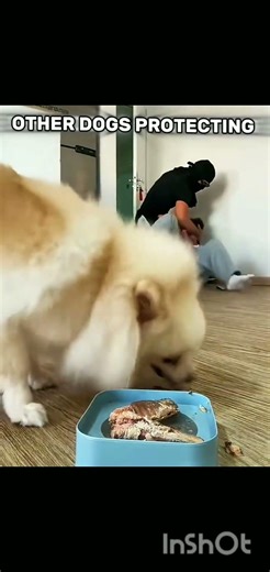 other dog protection vs last one 😲😲😲☠️☠️☠️☠️