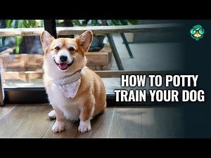 How to House Train Your Dog: No-Fail Method Every Owner Should Know | How to Potty Train a Puppy!