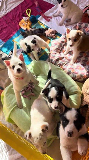 Sweet Aussie/Heeler Pups❤️