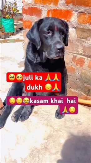 juli🥹ka 😫 dukh #shortsfeed #labrador #comedyshorts #youtubeshorts #funny #shortvideos #shortvideos