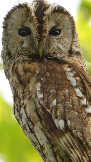 86K views · 7.2K reactions | It was worth it for the stories After building a new wildlife habitat, I got to know the animals that moved in 黎礪 | Robert E Fuller | Facebook