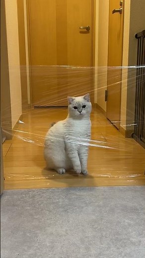 サランラップ高跳び？ #猫 #ブリティッシュショートヘア #shorts