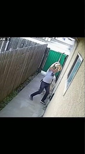 RAW CCTV Footage of Scary Dog Attack #animals #wildlifeentertainment #wildlife