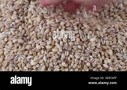 Hands pouring and sifting barley grains over heap on table Stock Video Footage - Alamy