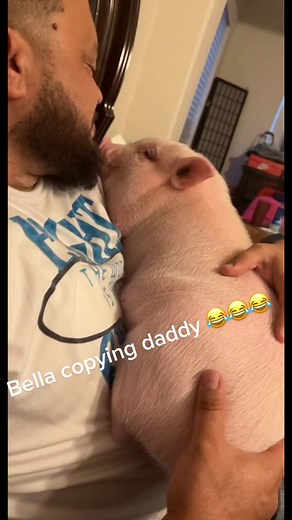 Bella is so silly 😂😂##pigletsoftiktok #piggy #bella #happy #texas #minipigsoftiktok