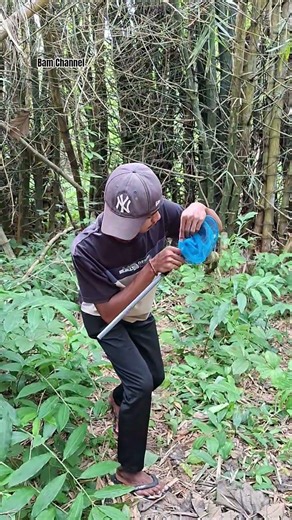 Catching sugar animals in bamboo #shortvideo #funny #bambooacademy #automobile