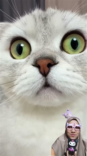 kucing belajajar berhitung #ciciivachannel #funny #cutecat