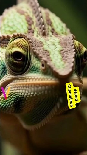 ABC Pet Animals for Kids | A to Z Cute Pets Learning Song 🐶✨#ABCpets #kidslearning**