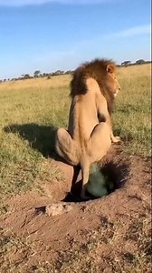 funny lion fart warthog hole🤣 #reel #funny | Thoung Sareth