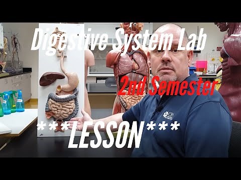 The Digestive System: Lesson for A&P Lab, 2nd Semester. Anatomy and Physiology