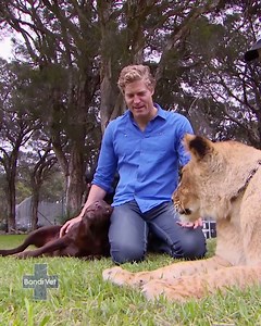 1.2M views · 53K reactions | Can a LION be raised by a LABRADOR?? 女  Dr Chris Brown reunites with a lion who proves it's possible!! | Bondi Vet | Facebook