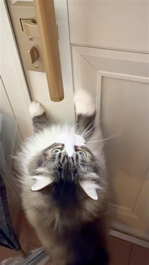 とにかく出たい防除推進外来種🐱ノルくんも外来種❓（僕はマイクロチップ入りノルウェージャン）