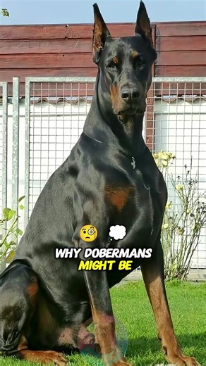 Understanding the Doberman: Risks and Realities
