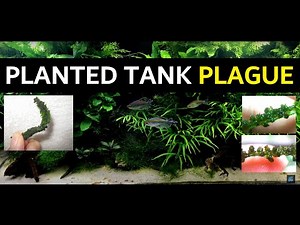 Planted Tank Disease ( galls on java ferns )