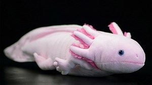 Watch Axolotl Plush toy on Amazon Live
