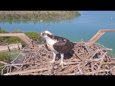 Lloyd return home | Captiva Osprey Cam | Nov 21, 2025