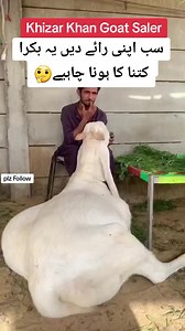 #viralreels #foryou #bakraeid2024 #bakraeid #white #goats #goatchallenge #farming #foryoupage #viralpage #viralreelsfb #followers #ماشاءالله #ماشاءاللــّٰـــــه #سبحان #viralvideo #goatfarming #toppers #recording #eidmubarak | Khizar Khan Goat Saller