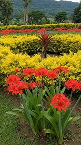 156 reactions · 17 shares | This stunning flower is called Red Spider Lily (Lycoris radiata). It’s known for its vibrant red petals and long, slender stamens, creating a delicate, spidery appearance. Red spider lilies typically bloom in late summer to early autumn and are often associated with mystery and folklore. #flowerslovers #gardening #garden #flowers | Ammy Lia | Facebook