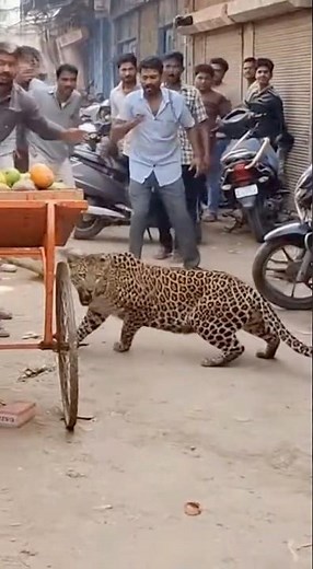 Leopard causes chaos in India — until a cow steps in#animalbattle #wildencounter #unexpectedmoment