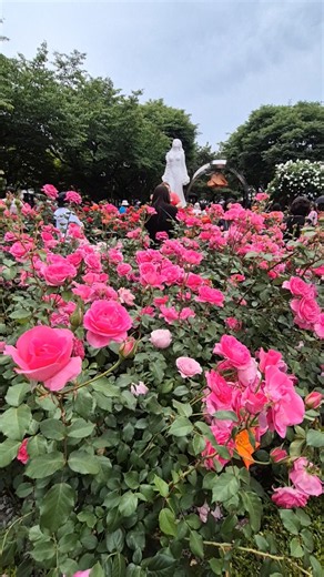 #배아현 #삼천포아가씨 #전통트로트 #배아현 팬카페