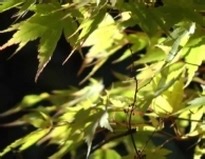 Living with multiple health problems - Tony - multimorbidity