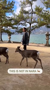 Miyajima, also known as Itsukushima, is a small island in the Inland Sea of Japan, located in Hiroshima Bay. You can get there by a short ferry ride from Hiroshima, which makes it a popular day trip. If you’re coming to Japan, please don’t forget about Hiroshima. While places like Osaka and Nara showcase the vibrant culture, history, and beauty of Japan, Hiroshima adds a crucial layer to the narrative. You’ll gain a deeper understanding Japan’s complex history, reflect on the devastating consequ