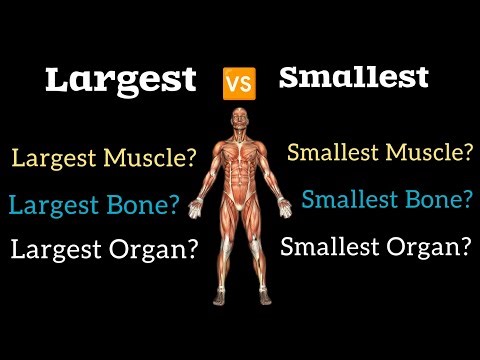 Largest vs Smallest Body Parts ‪@medcosInfo‬