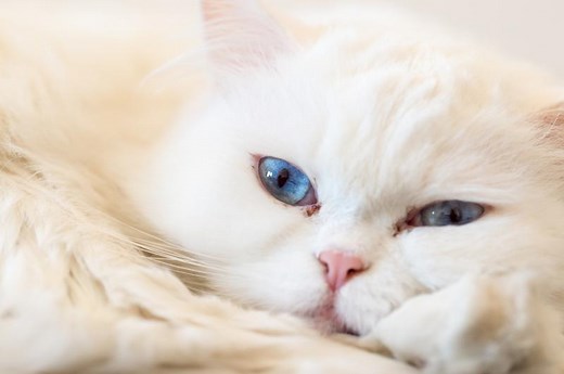 What to Do When Your Cat Has a Blocked Tear Duct | LoveToKnow Pets