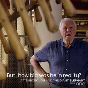 David Attenborough uncovers the story of the world's first animal superstar – Jumbo, the giant elephant. | BBC One