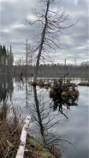 Maple Hill #hiking #michigan #nature #travel #northcountrytrail #adventure
