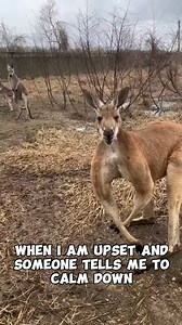 That's a no 😆 #funnymemes #calmdown #kangaroo | Bobbi's Kozy Kitchen