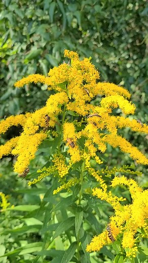 Goldenrod is definitely the “golden child” of pollinators, and for good reason. Blooming through fall, goldenrod provides abundant nectar and pollen at a time when many other flowers have finished for the season. This makes it an essential food source for a wide variety of insects, including native bees, butterflies, moths, beetles, flies, wasps, and even ants. By supporting such a diversity of pollinators, goldenrod plays a key role in maintaining healthy ecosystems. Many of these insects, in t