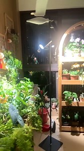 60W Dimmable Grow Light, Daylight Full Spectrum COB LED Dual-Head Floor Lamp with High PPFD&CRI, 6/8/12H Timer, Adjustable Height (37"-77") & Angle – Standing Grow Lights for Indoor Plants