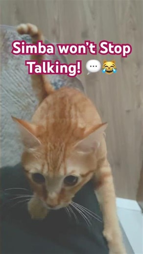 Simba Talking With Me! 🐾💬 | Cutest Cat Ever