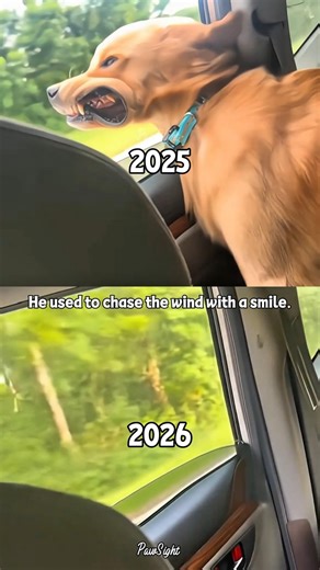 Every Drive Feels Different Without Him. 💔 #dog #algorithm #shortvideo