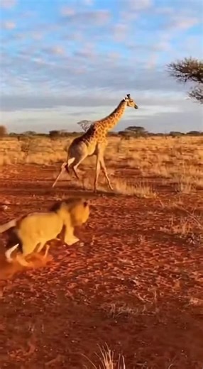 Dust cloud collision! Lion charges a towering Giraffe. 🦁🦒