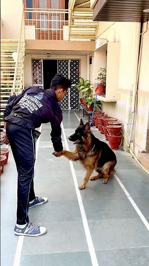 🐕GERMAN SHEPHERD🐕 obedience training perfection #youtubeshort #petlover #dogtraining #dogie #love