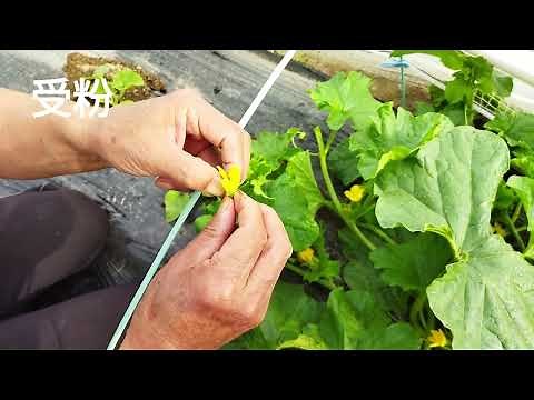 露地栽培でメロンを育てる 6月中旬までに行う作業 ‐