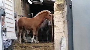 «L'air du paradis est celui qui souffle entre les oreilles d'un cheval» (1) . À juste titre, on s'indigne des chevaux affreusement mutilés en France.... mais qui s'indigne des milliers de chevaux brutalisés à coups de bâton ou d’aiguillon électrique, dont le crâne est ensuite perforé pour l'étourdissement avant d'être suspendus par une patte arrière et égorgés à l'abattoir pour finir dans des assiettes ? Ce serait intéressant de demander aux personnes qui font la file devant une boucherie cheval