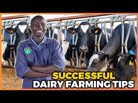 Dairy Farming in Kenya: START YOUR DAIRY FARM With as Little as KSH 100,000