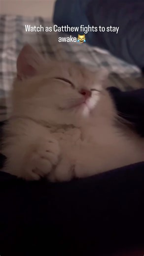 Catthew | This is how he recharges his cuteness😻 • • • #cat #kitten #catsofinstagram #kittensofinstagram #catlover | Instagram