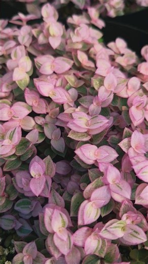 Callisia repens 'Pink Lady', #indoorplants #rareplants #plants #botany #planteducation #plantcare