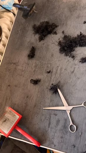 Monday, groom day 🙂🐕🐕 Upravovat se musí, ale občas je to řehole 😁😁 #grooming #úprava #veselýpes #happydog #labradudle #australskylabradoodle #kodailabradoodlepuppy #alaeu #wala #zranění #praha #prague | KODAI australian labradoodle